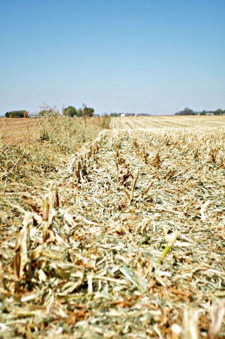 Iowa Soybean fields, www.mountainmamacooks.com Iowa Soybean fields, www.mountainmamacooks.com