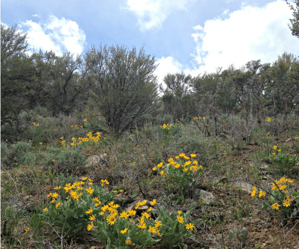 feature spring flowers park city, www.mountainmamacooks.com